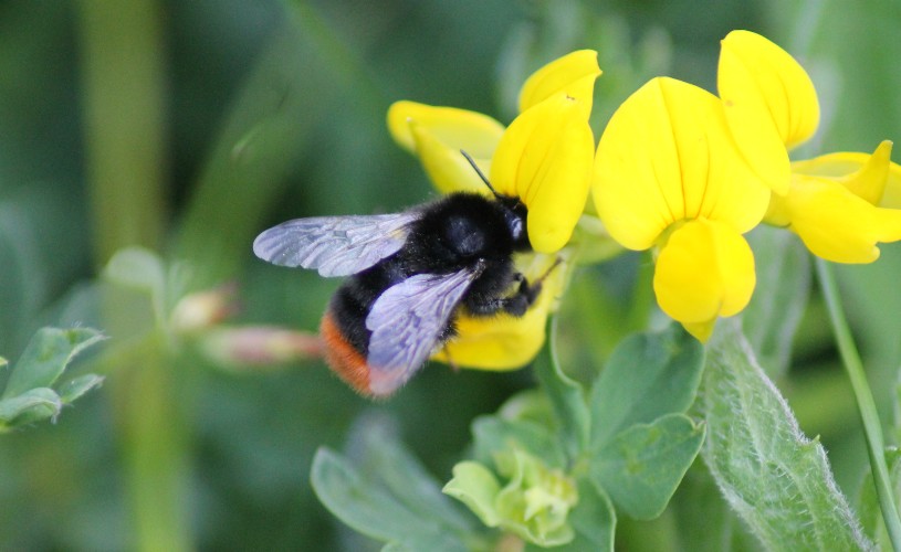 Bee on birds foot trefoil at University of Bristol Botanic Garden